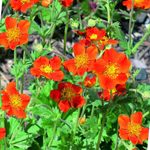 Geum Koi