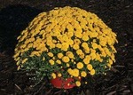 Gigi Yellow