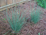 Grass Blue Arrows