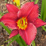 Hemerocallis Ruby Stella