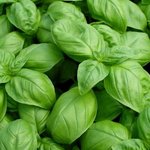 Basil Sweet