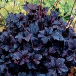 Heuchera Obsidian