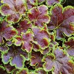Heucherella Solar Eclipse