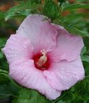 Hibiscus Cherub