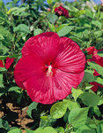 Hibiscus Disco Belle Red