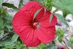 Hibiscus Fireball
