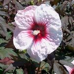 Hibiscus Kopper King