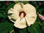 Hibiscus New Old Yella