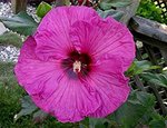 Hibiscus Plum Crazy