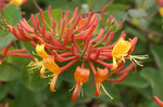 Honeysuckle Mandarin
