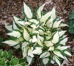 Hosta Fire and Ice