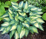 Hosta June