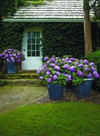 Hydrangea Endless Summer® Bloomstruck®