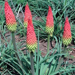 Kniphofia Fire Dance