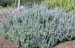 Lavender Dentata (French)