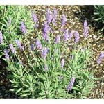 Lavender Lavance Deep Purple