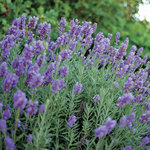 Lavender Phenomenal