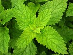 Lemon Balm