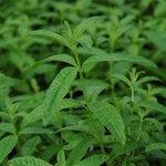 Lemon Verbena