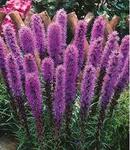 Liatris Spicata Blue