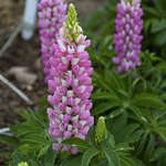 Lupine Mini Pink Bicolor