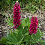 Lupine Mini Red