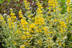 Lysimachia Alexander Variegated