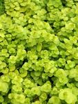 Lysimachia Gold Moneywort