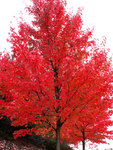 Maple Autumn Blaze®