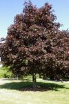 Maple Royal Red