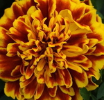 Marigold Bonanza Bee