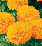 Marigold Inca II Orange