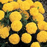 Marigold Inca II Yellow