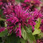 Monarda Balmy Purple