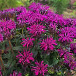 Monarda Sugar Buzz Rockin' Raspberry