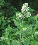 Nepeta Catnip (Wild)