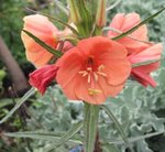 Oenothera Sunset Boulevard