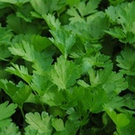 Parsley Italian