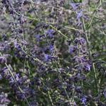 Perovskia Crazy Blue