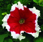 Petunia Frost Fire Red