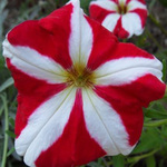 Petunia Tritunia Red Star