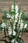 Physostegia Crystal Peak White