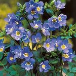 Polemonium Blue Pearl