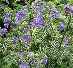 Polemonium Brise D' Anjou