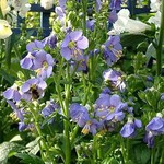 Polemonium Heavenly Habit