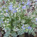 Polemonium Stairway To Heaven