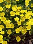 Potentilla Aurea Verna