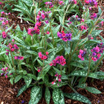 Pulmonaria Raspberry Splash