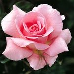 Rose Grandiflora Queen Elizabeth