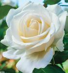 Rose Floribunda Easy Spirit